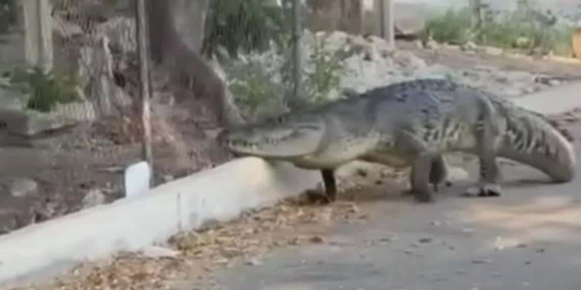 ¡Salió de paseo! captan enorme cocodrilo caminando por calles de Progreso