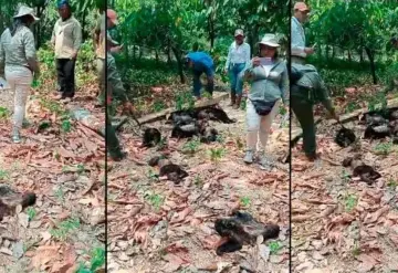 A causa del calor monos sarahuatos caen muertos en Tabasco y Chiapas