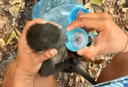 Ola de calor provoca la muerte de decenas de monos aulladores en Tabasco