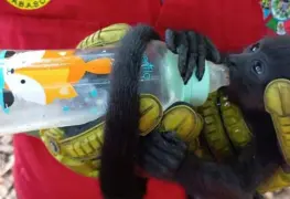 AMLO confirma muerte de animales por intenso calor; "nunca se había sentido tanto como ahora", dice