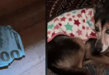 Perrito se hace viral por comerse el dinero de su dueño; "¿ustedes qué harían?"