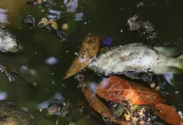 Descartan envenenamiento en la laguna de Las Ilusiones