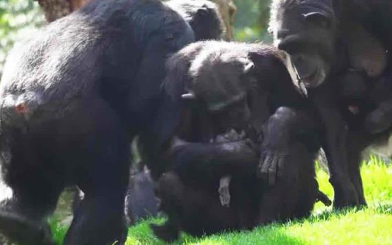 Una madre chimpancé desolada carga con su bebé muerto durante meses