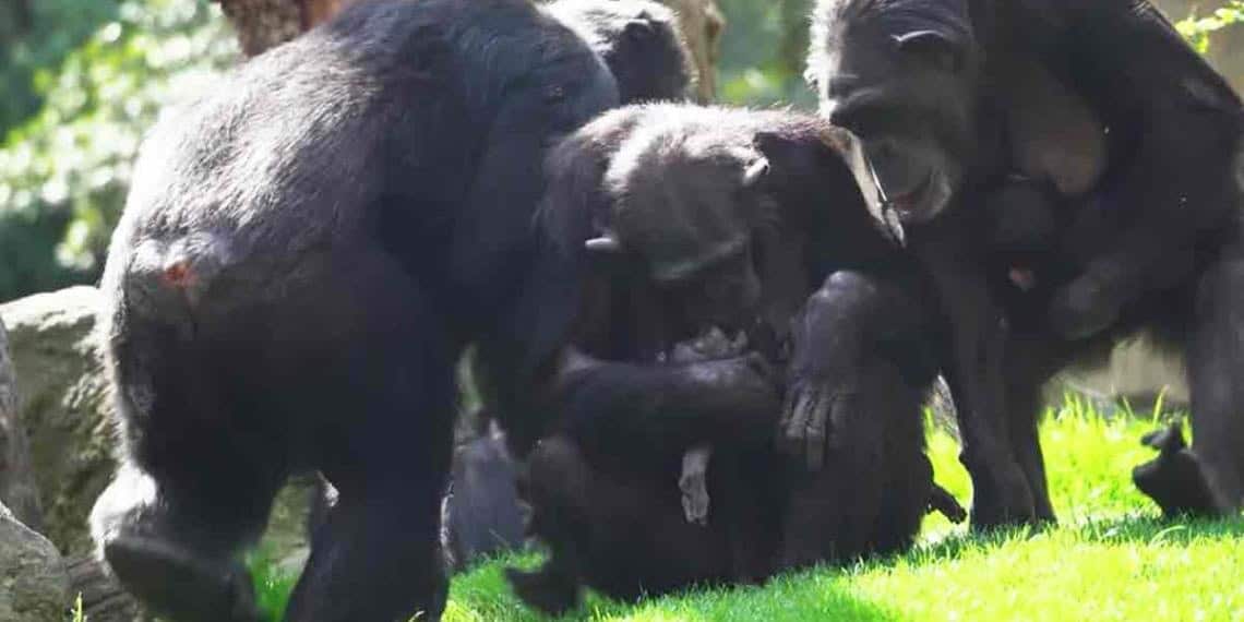 Una madre chimpancé desolada carga con su bebé muerto durante meses