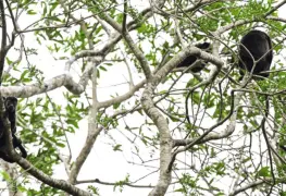 Gobierno de México toma acciones ante reporte de muertes de monos aulladores en Tabasco y Chiapas