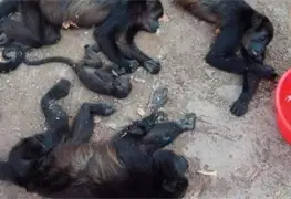 Aumentan a 150 monos aulladores que han fallecido en Tabasco y Chiapas; por casa de las altas temperaturas