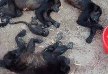 Aumentan a 150 monos aulladores que han fallecido en Tabasco y Chiapas; por casa de las altas temperaturas