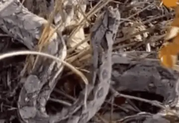 En Yucatán rescatan a boa sedienta en medio de las altas temperaturas