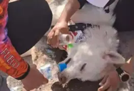 Sujeto abandona a su perro con golpe de calor en carrera de San Luis Potosí