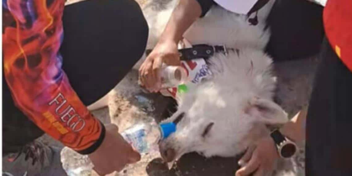 Sujeto abandona a su perro con golpe de calor en carrera de San Luis Potosí