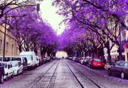 Las jacarandas cautivan a turistas en Portugal