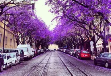 Las jacarandas cautivan a turistas en Portugal