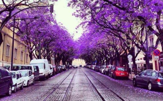 Las jacarandas cautivan a turistas en Portugal