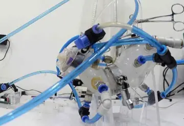 Un grupo de científicos Mexicanos crean estómago artificial que imita funciones del órgano humano