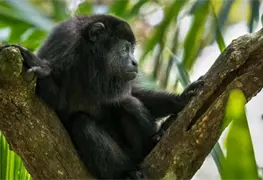Muerte de monos aulladores se extiende a cuatro estados de M&eacute;xico