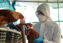 OMS anuncia primera muerte por gripe aviar H5N2 en México, primer caso a nivel mundial