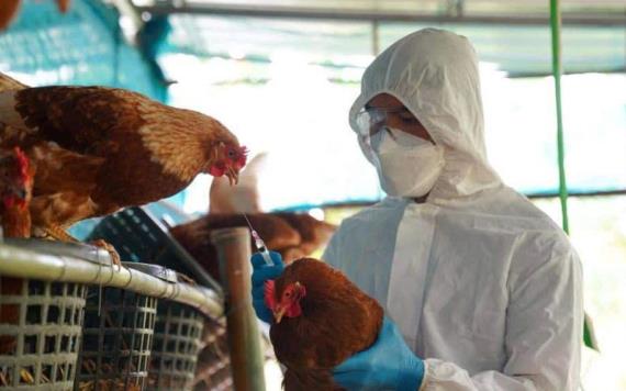 OMS anuncia primera muerte por gripe aviar H5N2 en México, primer caso a nivel mundial