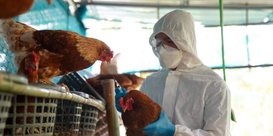 OMS anuncia primera muerte por gripe aviar H5N2 en México, primer caso a nivel mundial