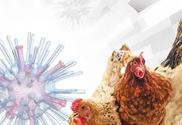 Ssa desmiente a la OMS, hombre no murió por gripe aviar en México