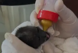 Afectaciones por ola de calor en México pasa de monos aulladores a aves y demás animales