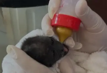 Afectaciones por ola de calor en México pasa de monos aulladores a aves y demás animales