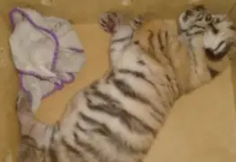 SSP rescata a cachorro de tigre de bengala que iba en cajuela de taxi
