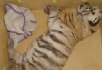 SSP rescata a cachorro de tigre de bengala que iba en cajuela de taxi