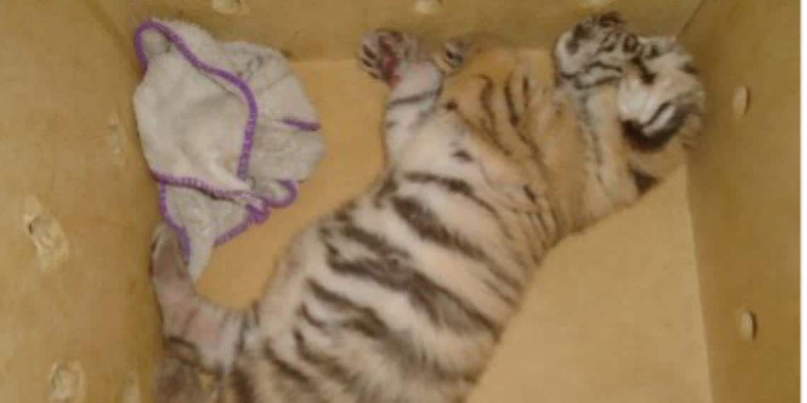 SSP rescata a cachorro de tigre de bengala que iba en cajuela de taxi