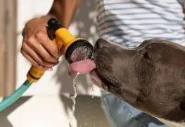 Cuál es la temperatura normal de un perro, según veterinaria