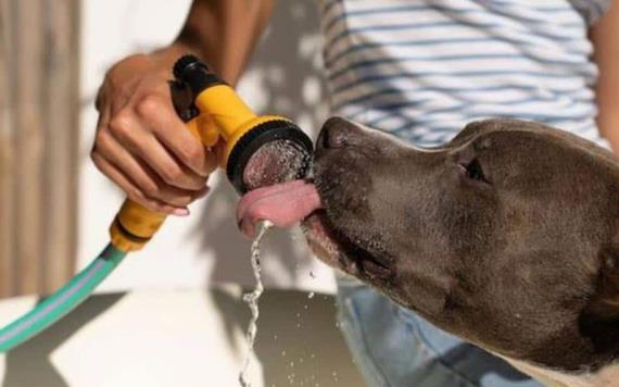 Cuál es la temperatura normal de un perro, según veterinaria