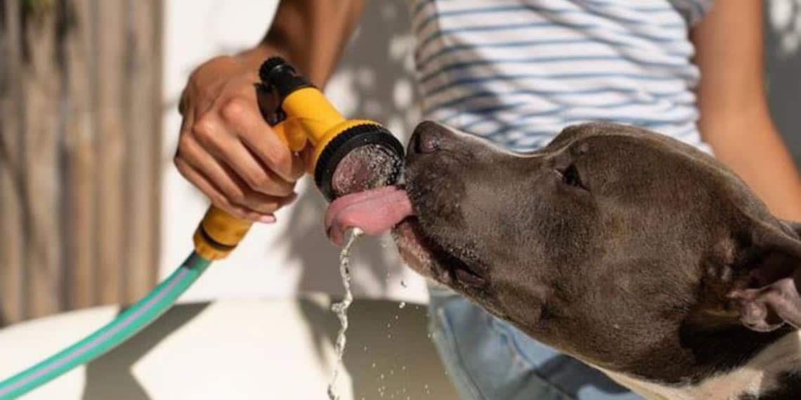 Cuál es la temperatura normal de un perro, según veterinaria