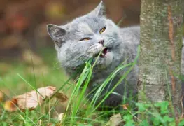 ¿Qué plantas son venenosas para los Gatos? Cuida a tu mascota