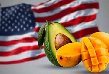 Reanuda EU inspecciones de aguacate y mango en Michoacán; aún no hay exportaciones