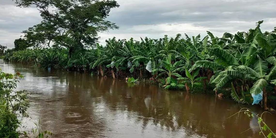 Pérdida de café y otros cultivos de frutas en el sureste de México por inundaciones