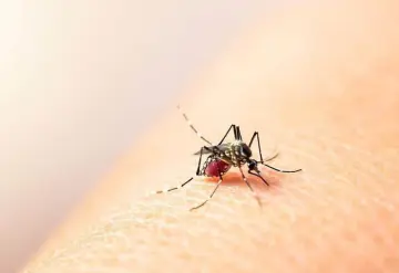 Aumentan casos de dengue en México