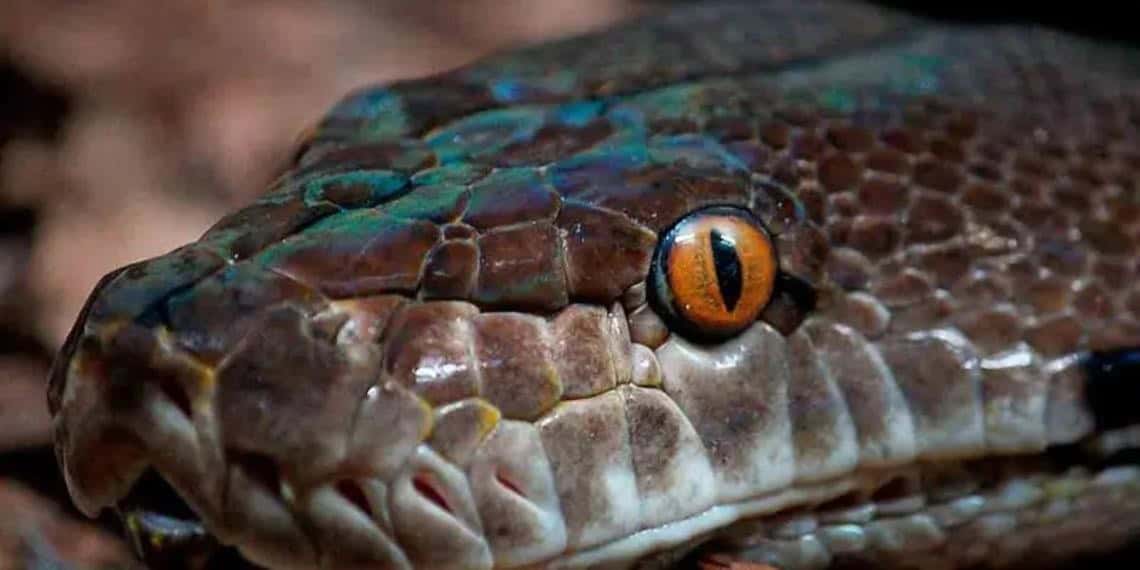 Hombre en India mata a mordidas a serpiente que lo atacó mientras dormía