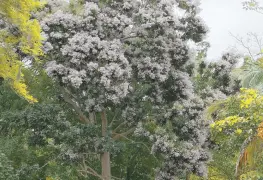 ¡Una y varias razones para plantar árboles!
