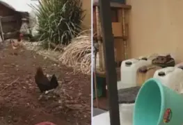 Detienen a sujeto que probaba drogas químicas en gallinas