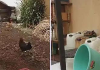 Detienen a sujeto que probaba drogas químicas en gallinas