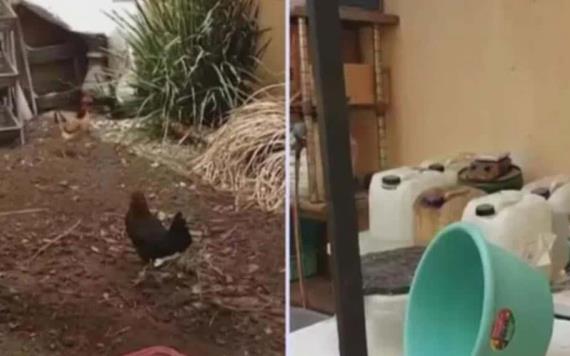 Detienen a sujeto que probaba drogas químicas en gallinas