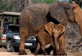 Turista muri&oacute; aplastado por un elefante; intent&oacute; fotografiar su manada en Sud&aacute;frica