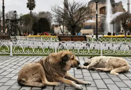 ¿Sacrificio masivo de perritos callejeros? Esto propone Turquía