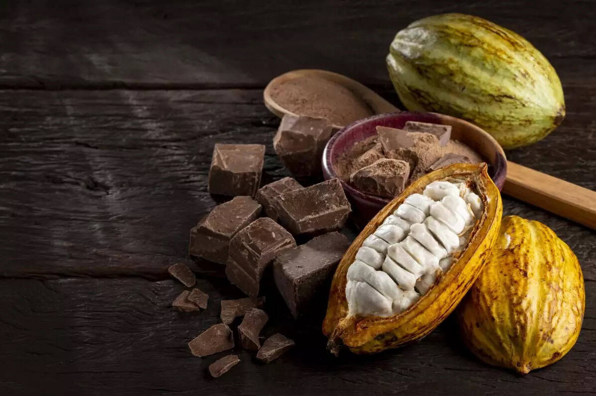 Se acerca la tercera edición de la Feria Nacional de Cacao y Chocolate de Comalcalco