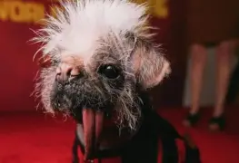 Ella es Peggy, la perra más fea de Reino Unido y famosa por interpretar a Dogpool