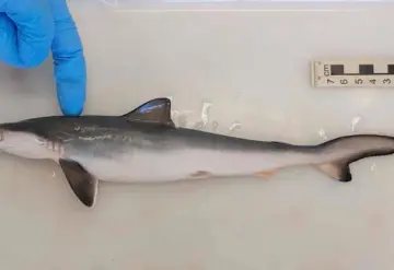 Tiburones en Brasil dan positivo a cocaína
