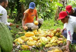 Sequía e inundación reducen producción del campo tabasqueño