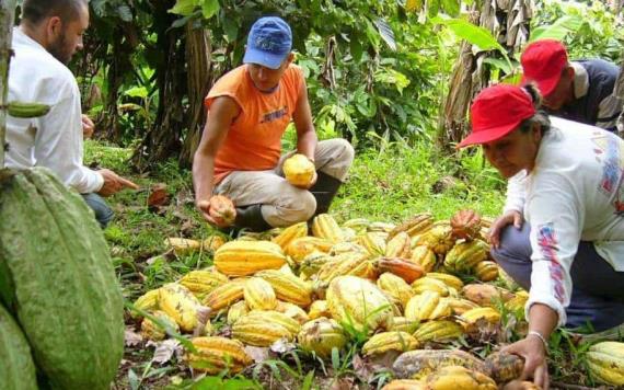 Sequía e inundación reducen producción del campo tabasqueño