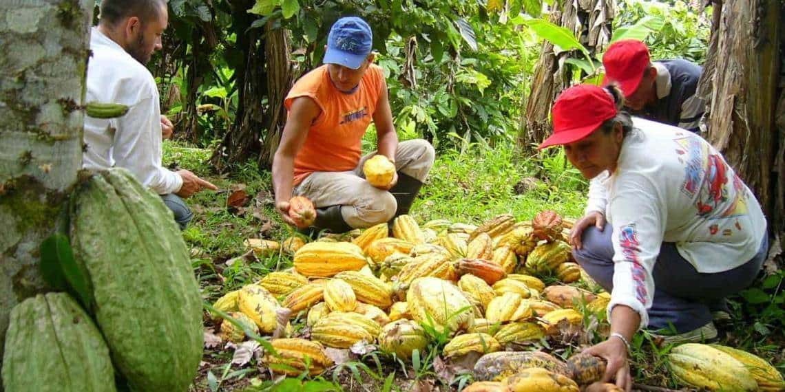 Sequía e inundación reducen producción del campo tabasqueño