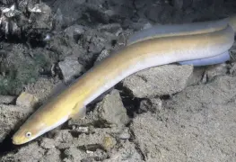 Sacaron médicos ¡anguila viva! de intestino de hombre