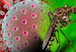 Brasil registra primera muerte fetal por virus de oropouche